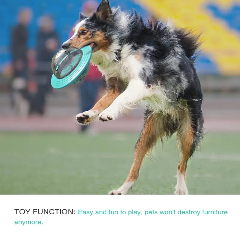 Frisbee Disc Dog Toy